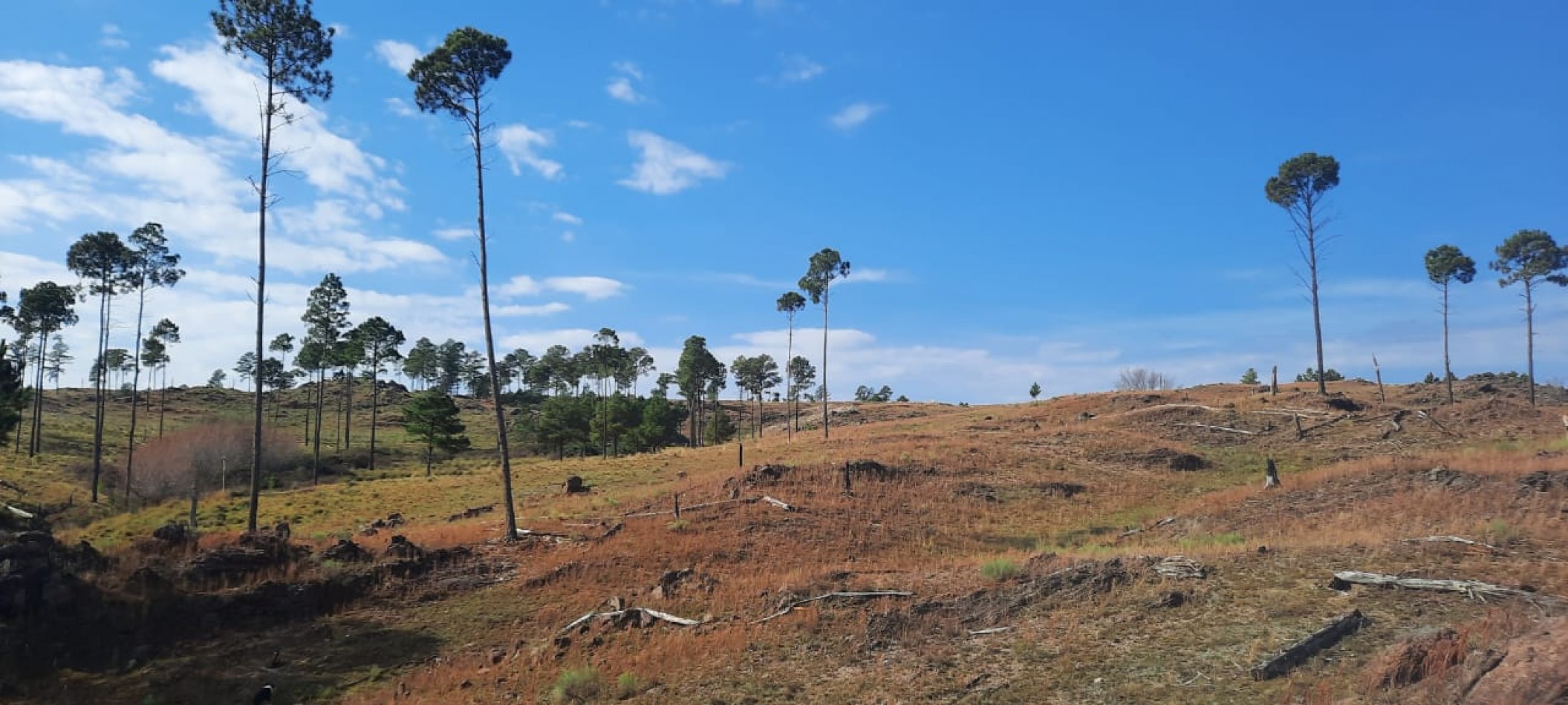 FRACCION DE CAMPO DE 10.9 HAS EN DESARROLLO CON ACCESO A 3 KM DE COSTA DE RIO POSTALES UNICAS